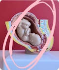A model of a baby in a womb
