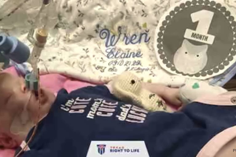 baby wren texas