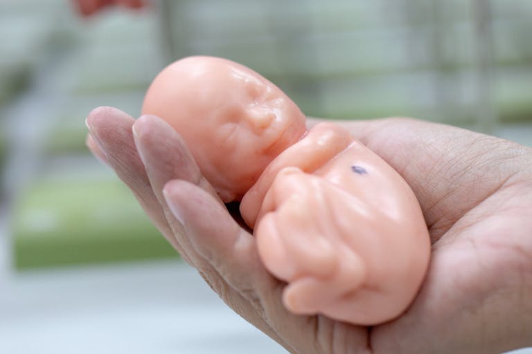 Embryo model, fetus for classroom education.