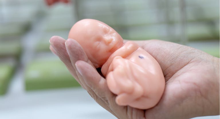 Embryo model, fetus for classroom education.