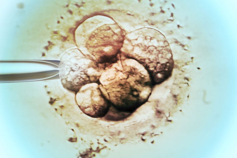 embryo