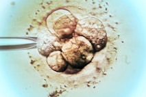 embryo