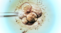 embryo
