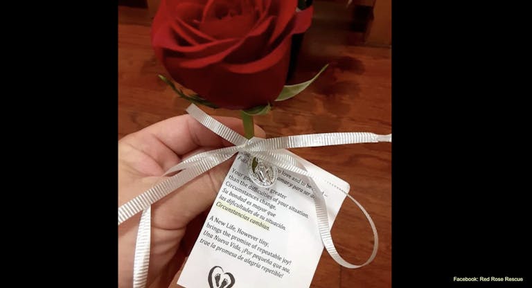 red rose rescue facebook