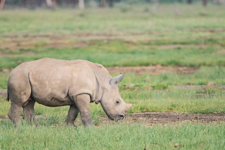 Southern White Rhino Calf