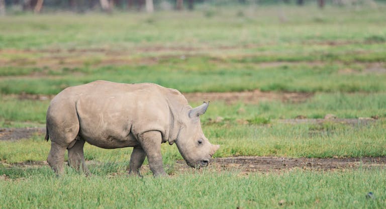Southern White Rhino Calf