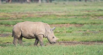 Southern White Rhino Calf
