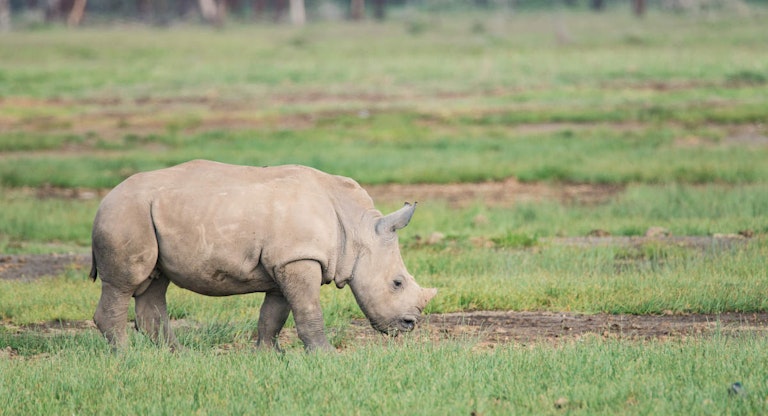 Southern White Rhino Calf