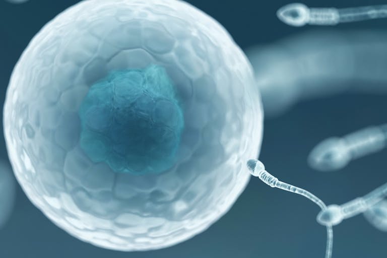 fertilization, sperm bank, sperm donors, sperm donations, sperm