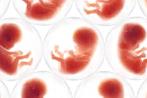 embryo, fetus