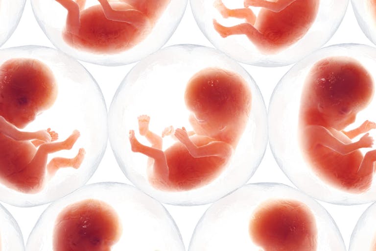 embryo, fetus