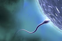 Sperm Entering Ova