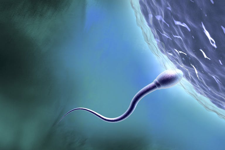 Sperm Entering Ova