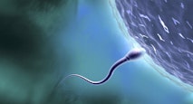 Sperm Entering Ova