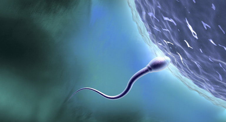 Sperm Entering Ova