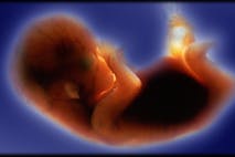scientific american, roe v. wade, preborn baby, fetus, biology