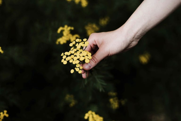 Woman holding wild yellow flowers. Barnard College library supports abortifacient ‘garden’ and ‘self-managed abortion’ event featured image