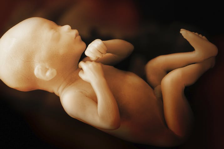 fetal, 7 month fetus, late abortion, 28 weeks, heart