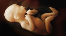 fetal, 7 month fetus, late abortion, 28 weeks, heart
