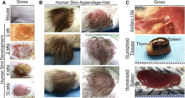 Experiments using aborted human fetal tissue and animals funded by Fauci’s NIAID image