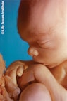 20-weeks-human-fetus