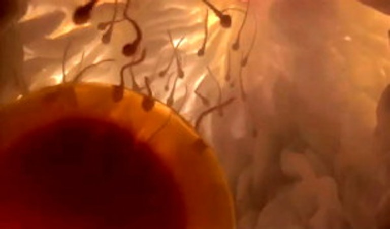 human fertilize
