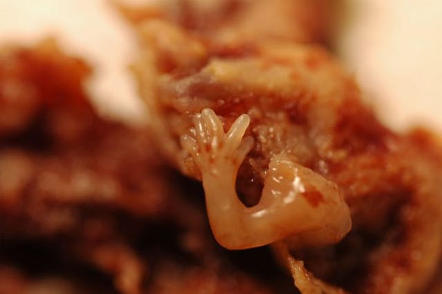 Pro-abortion lawmaker calls rodent glue traps ‘inhumane.’ Hours later, he promotes abortion. image