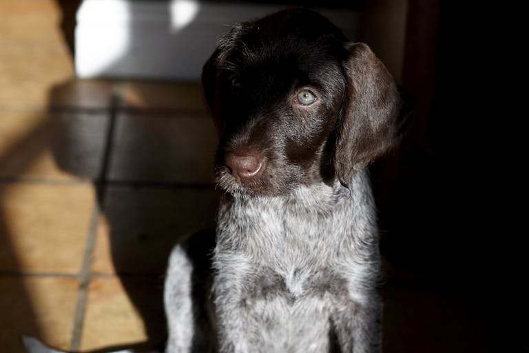 Puppy.New home