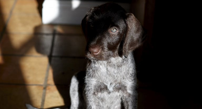 Puppy.New home