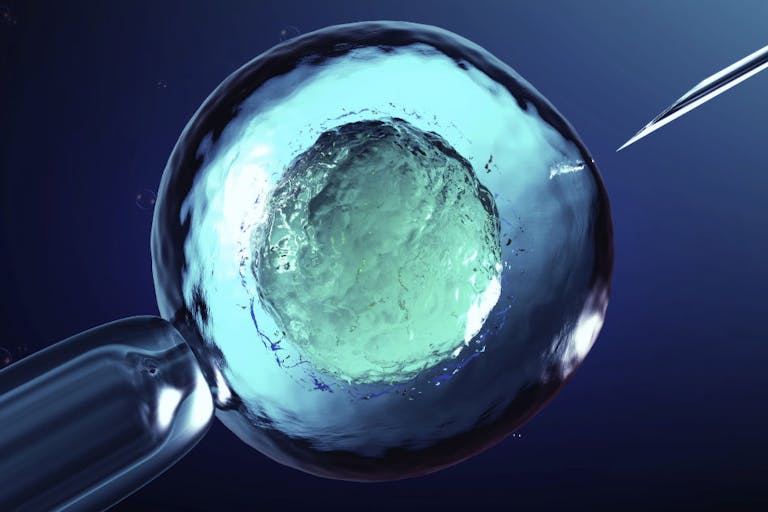 cell, embryos, egg donor