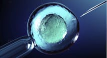 cell, embryos, egg donor