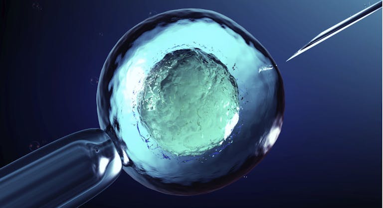 cell, embryos, egg donor