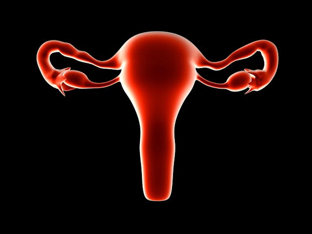uterus