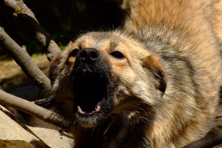 dreamstimefree_860849