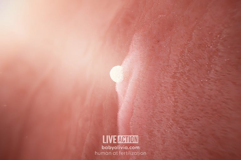 Baby Olivia, fertilization