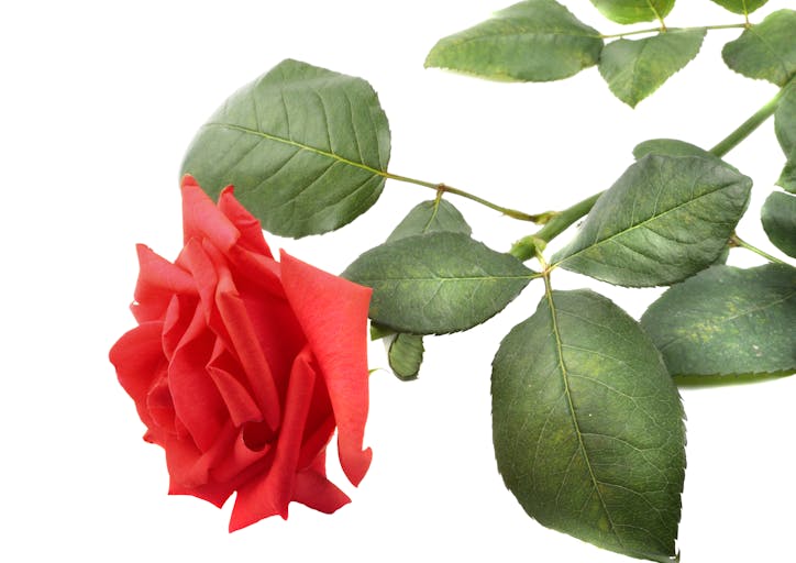 Red rose