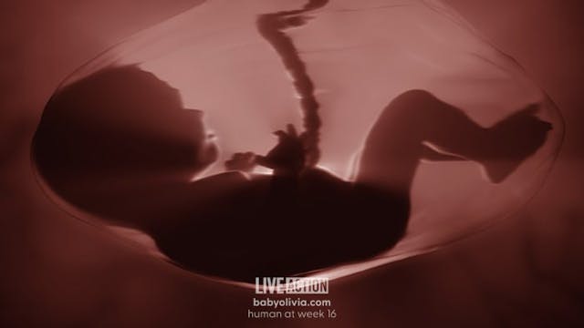 Previable Baby Olivia at 16 weeks (Image credit Live Action) abortion, Baby Olivia, Florida, 15 weeks, 15 week abortion