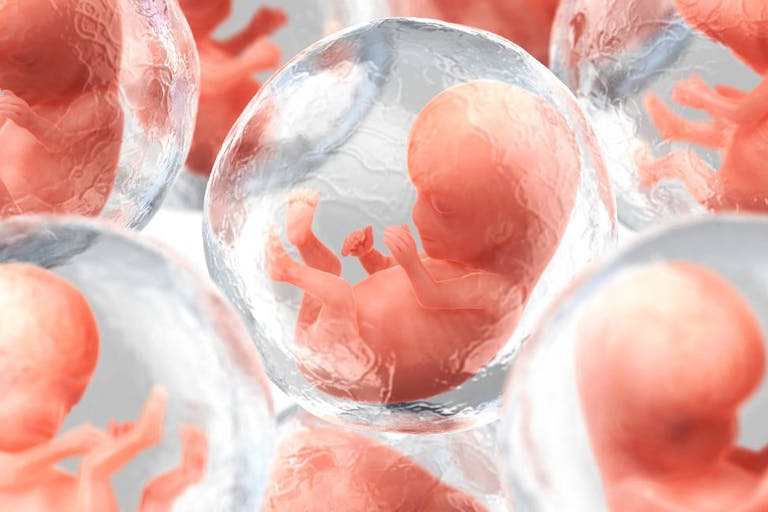 Image: Getty Images A rendering of several human embryos.