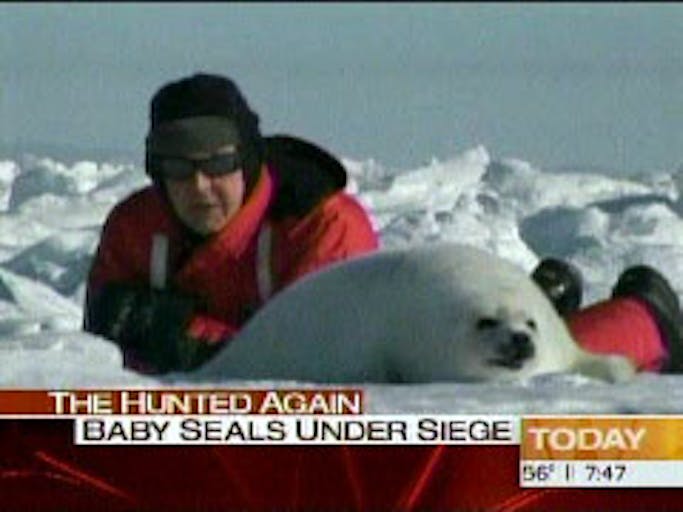 Baby Seals Today