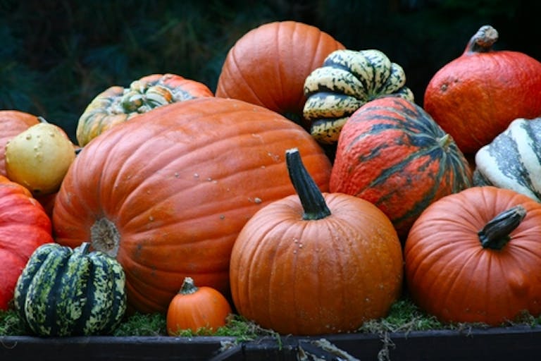 h pumpkin thanksgiving