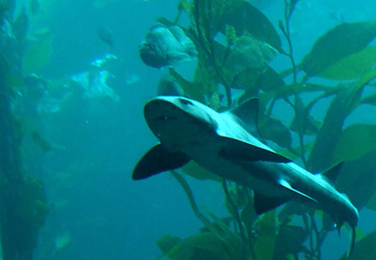shark