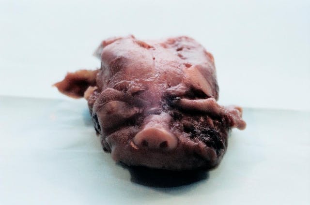 Face of aborted baby at 21 weeks (D&E procedure). These 7 celebrities fight to protect animals, but not human lives image