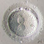 Zygote-image