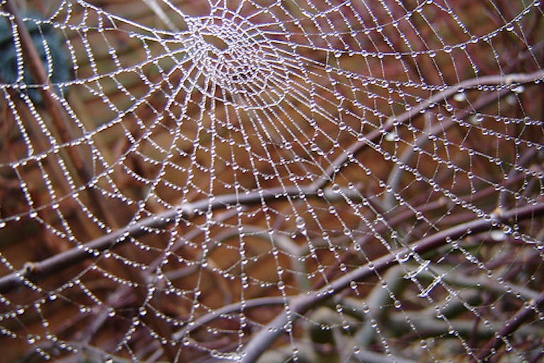 spider web