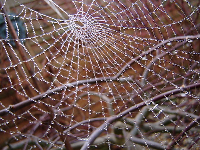 spider web