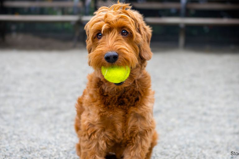 portrait of a F1 miniature goldendoodle