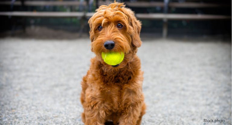 portrait of a F1 miniature goldendoodle