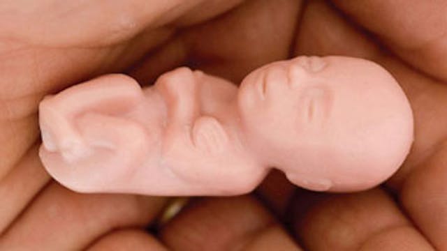 Fetal model, 12 weeks fetal model 12 weeks