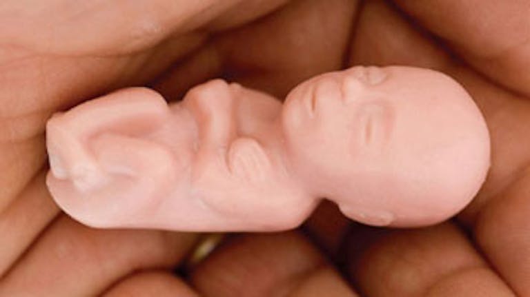 fetal model 12 weeks