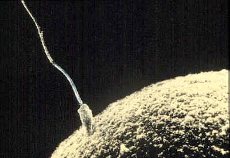sperm-egg-union